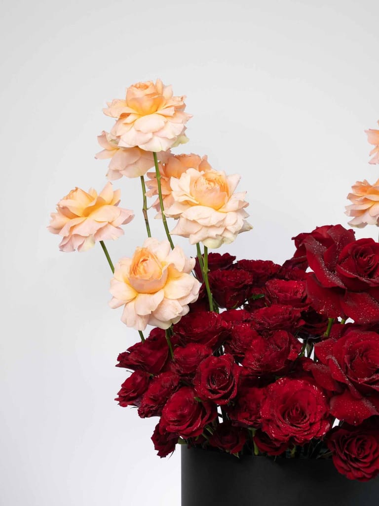 Serenade of Roses - Image 3