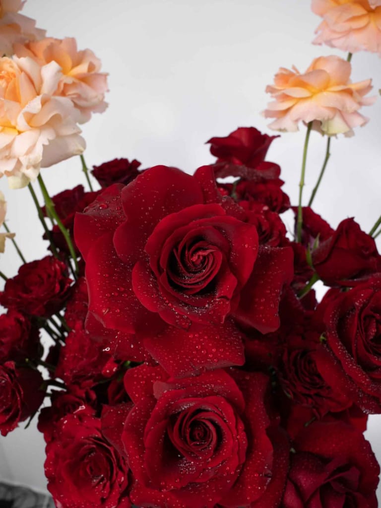 Serenade of Roses - Image 4