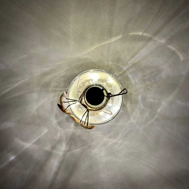 Seashell Glow - Image 5