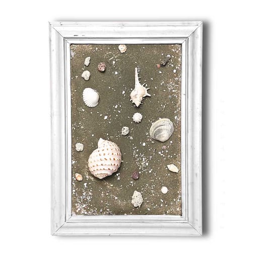 Moonlit Shells