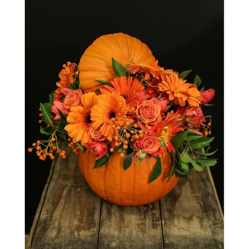 Sunny Fall Pumpkin