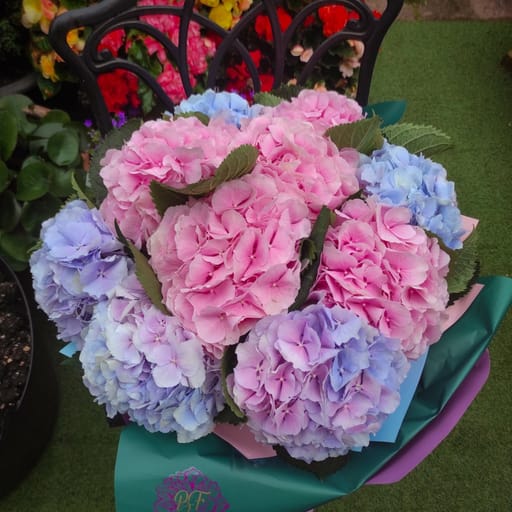 Harmony in Hydrangeas