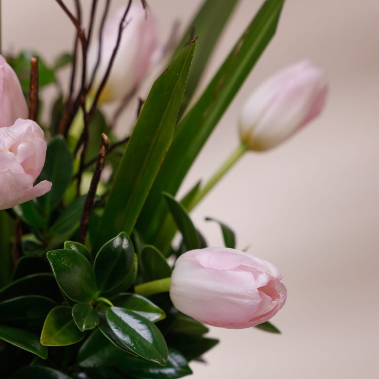 fio tulip sweetheart - Image 2