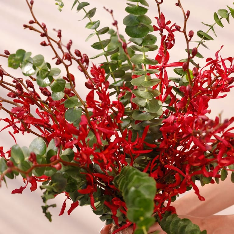 wild scarlet - Image 2