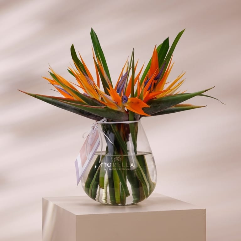 fio cherished - Image 1