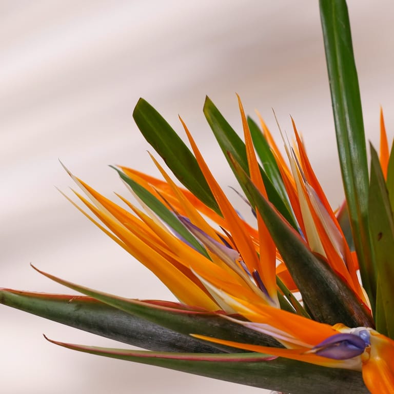 fio cherished - Image 2