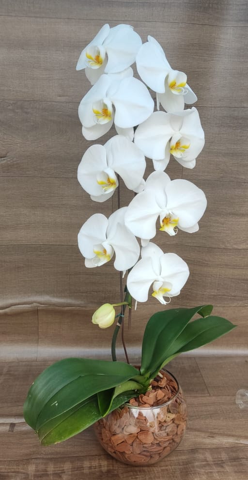 Orquídea Phalaenopsis 14+ 1 haste