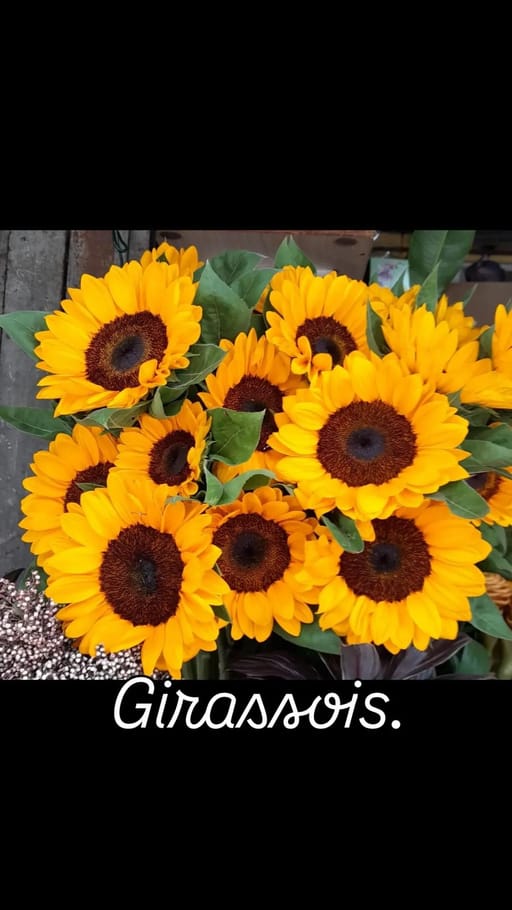 Girassol