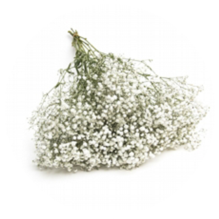 Gypsophila