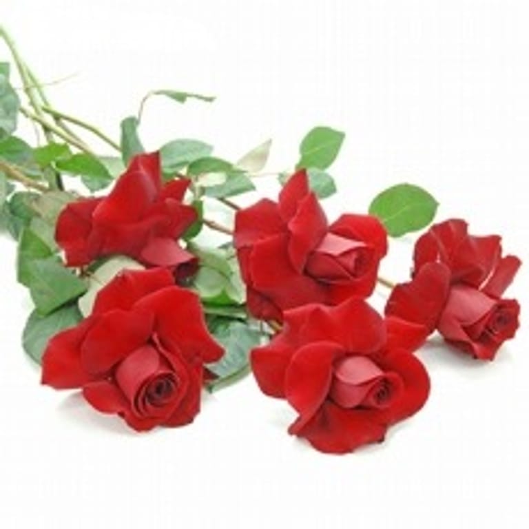 rosas colombianas unitárias - Image 1