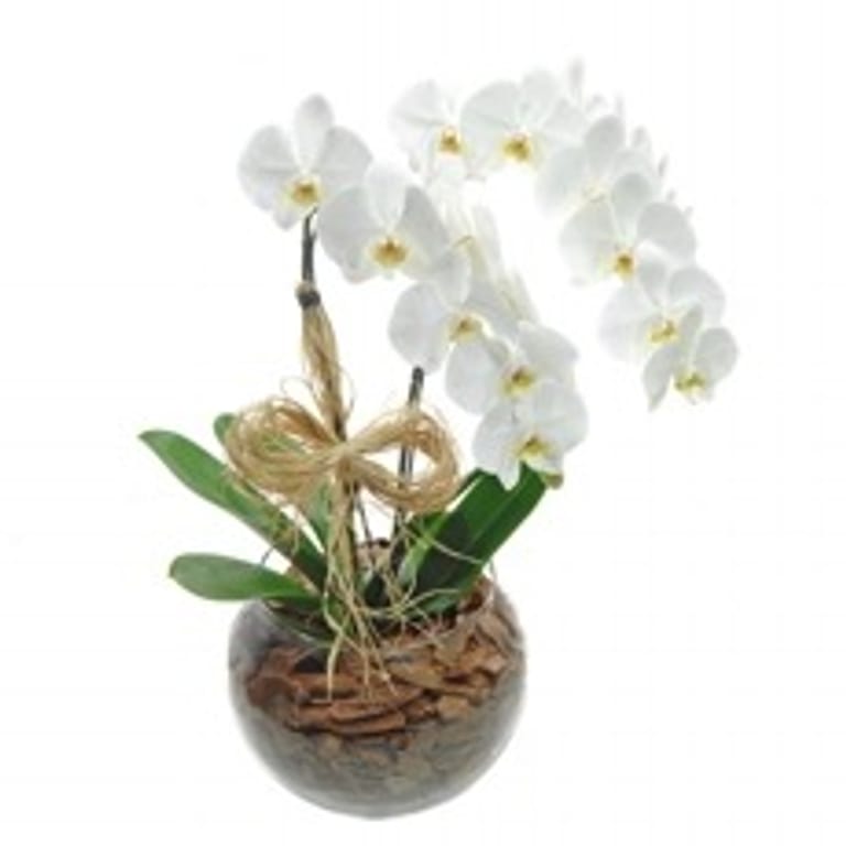 Orquídea Phalaenopsis 2 hastes no vidro - Image 1