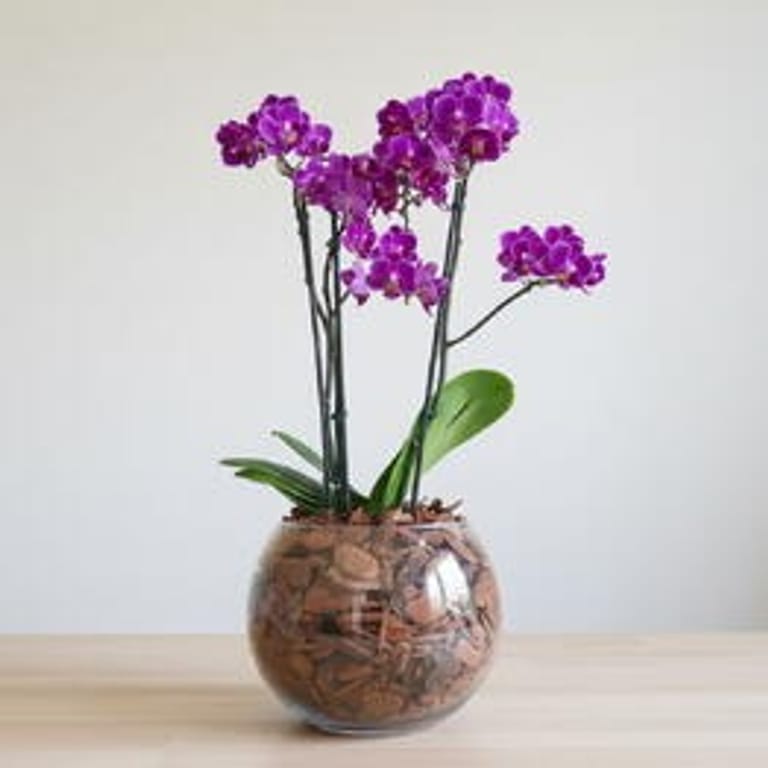 Mini Orquidea no vaso de vidro