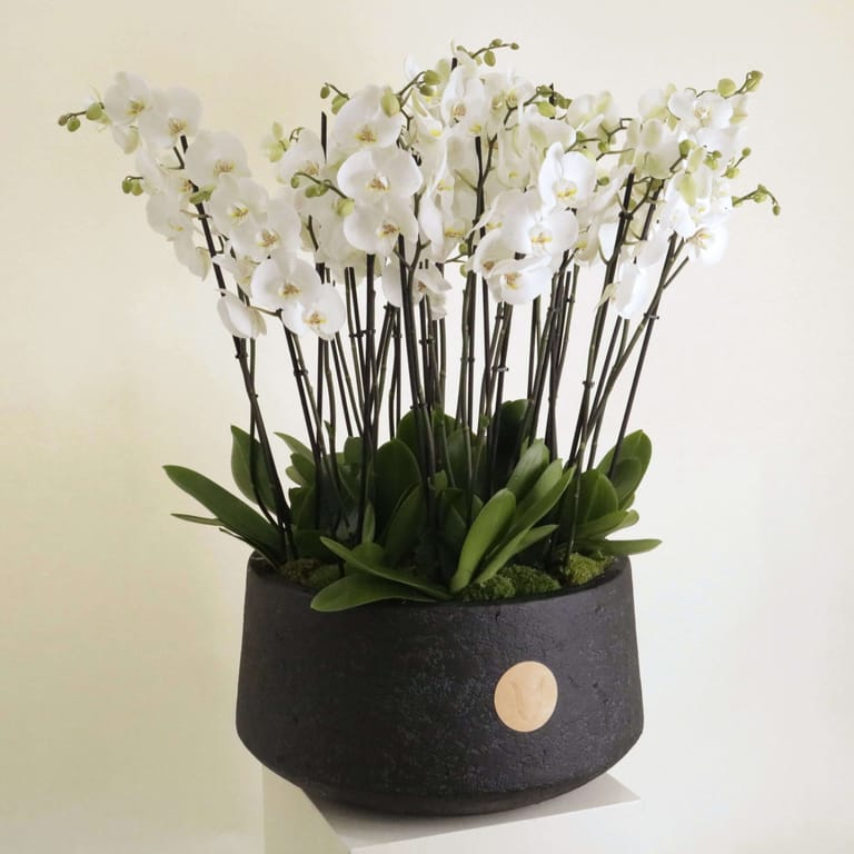 Orchidia Royal I