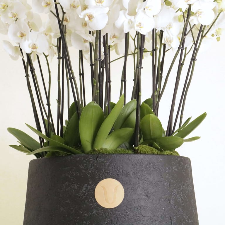 Orchidia Royal I - Image 2