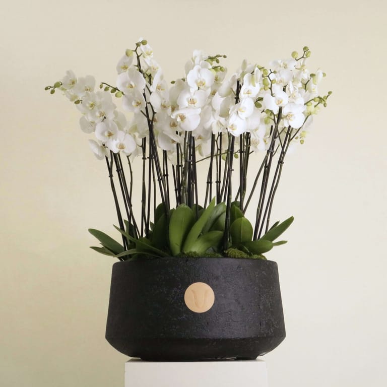 Orchidia Royal I - Image 3