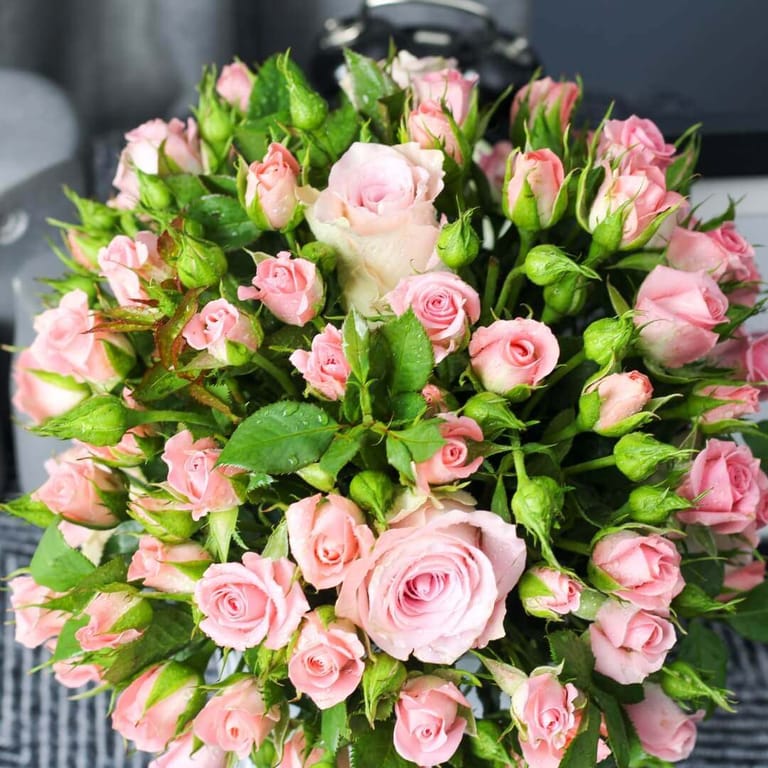 Pink Harmony - Image 2