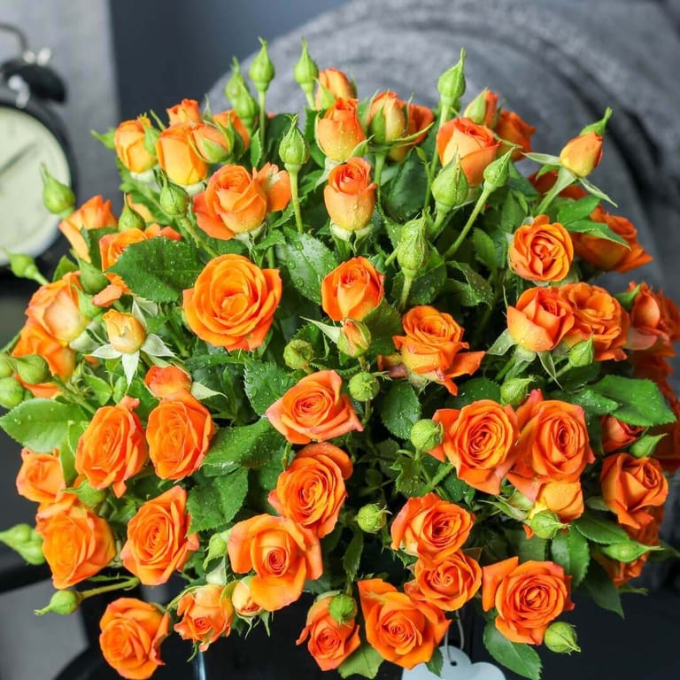 Amber Luxury - Image 3