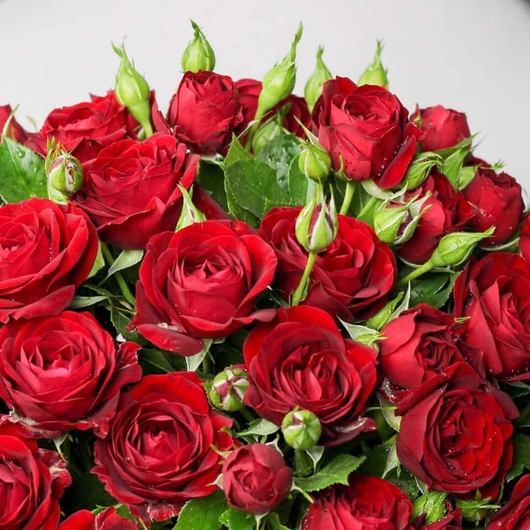Pure Love - Image 3