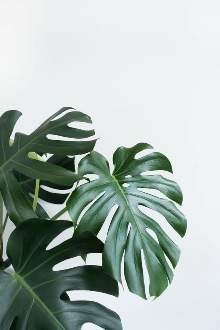 Monstera Deliciosa - Image 2