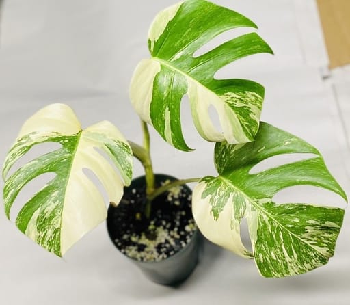Monstera Albo