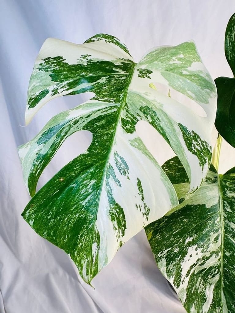 Monstera Albo - Image 2