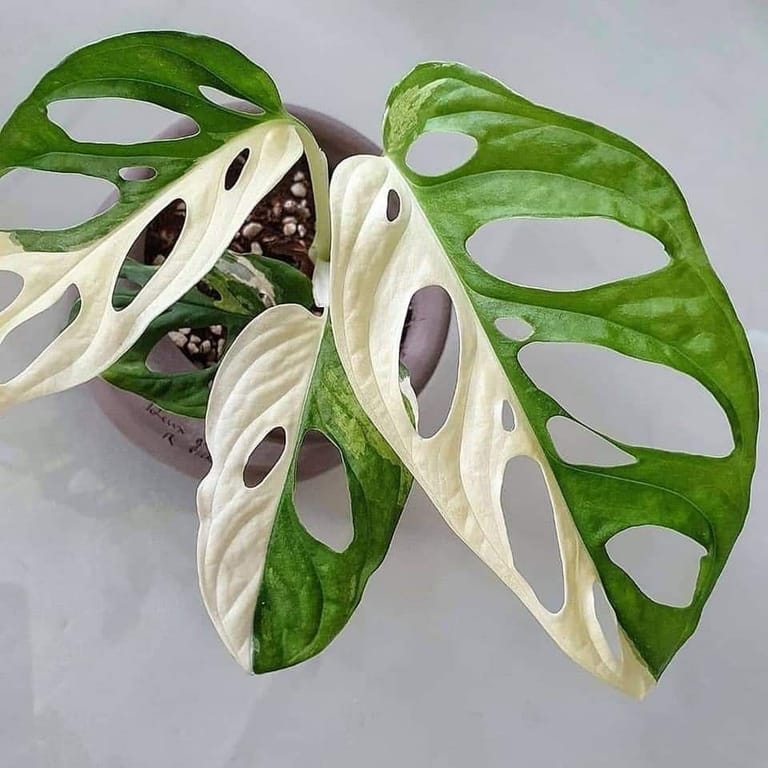 Monstera Adansonii Variegated