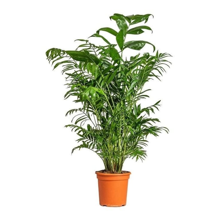Bamboo palm (M)