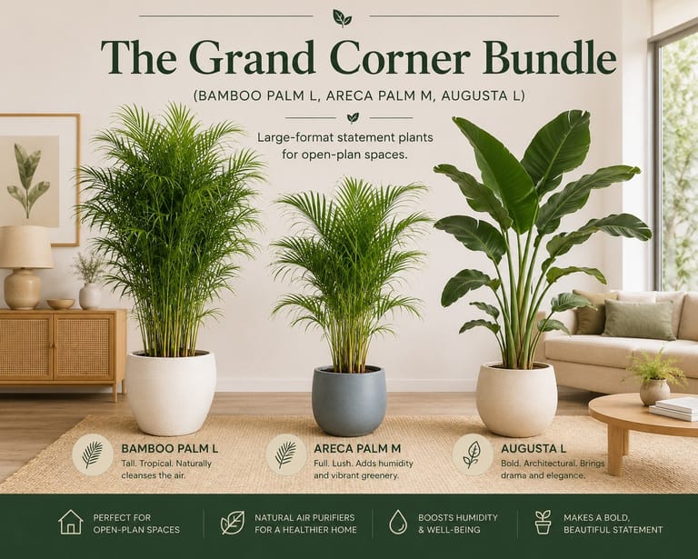 The Grand Corner Bundle (Bamboo Palm L, Areca Palm M, Augusta L)