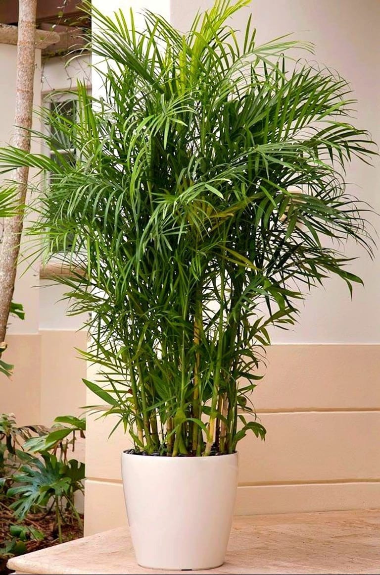Bamboo Palm (L)