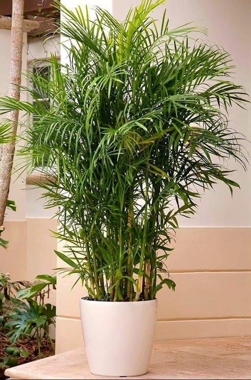 Bamboo Palm (L)