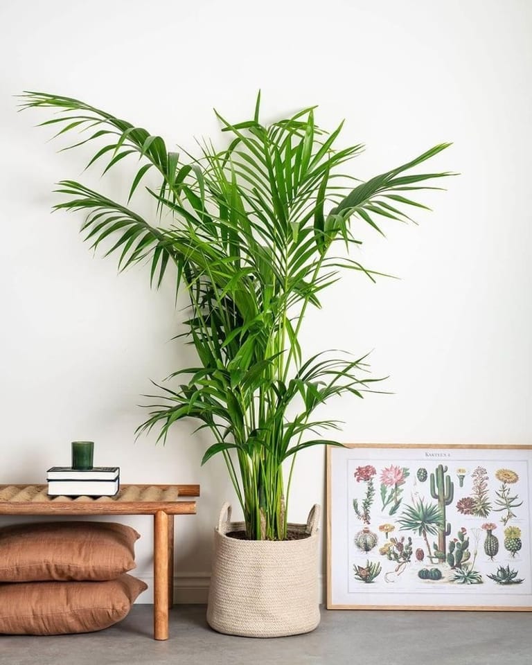 Areca Palm (S)