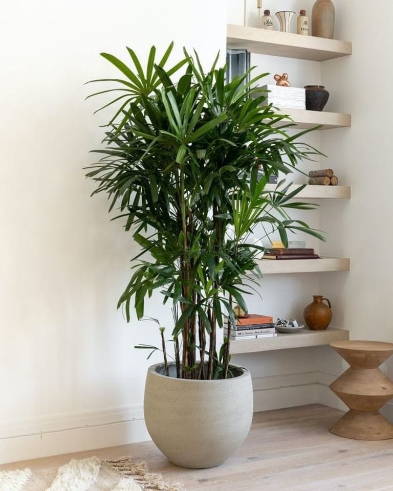 Rhapis palm