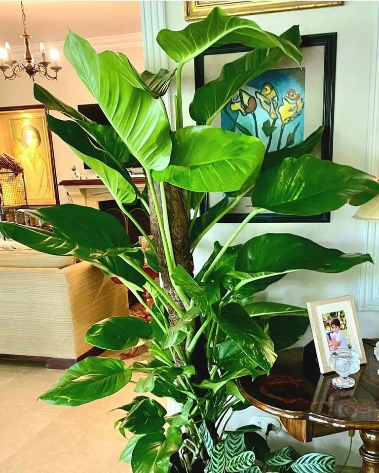 Giant Pothos (L)