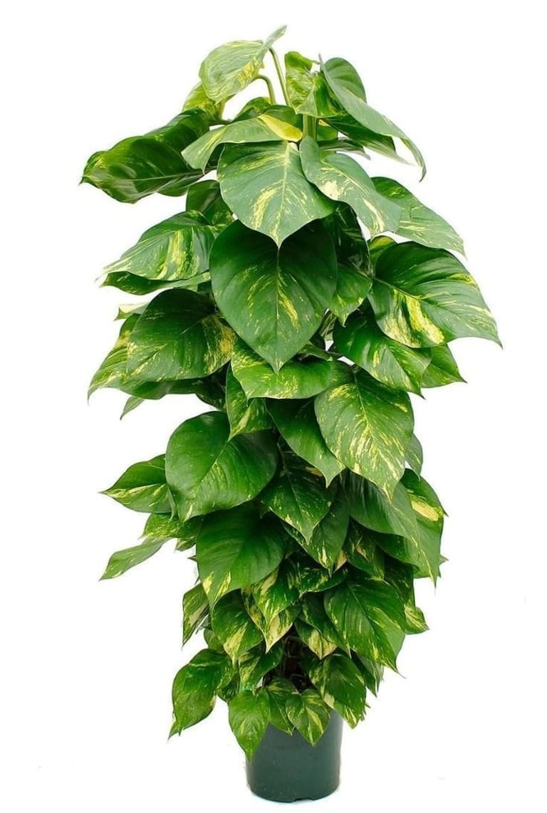 Giant Pothos (M)