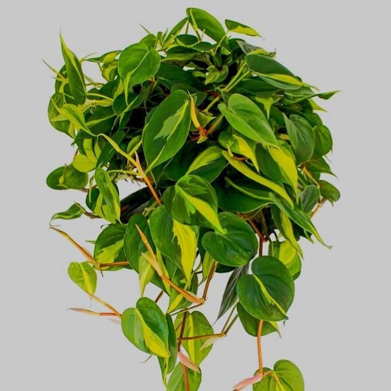 Philodendron Brasil