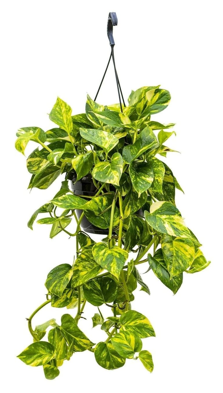 Golden Pothos