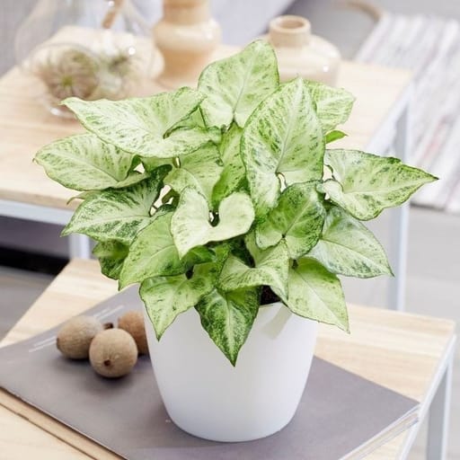 ArrowHead Syngonium