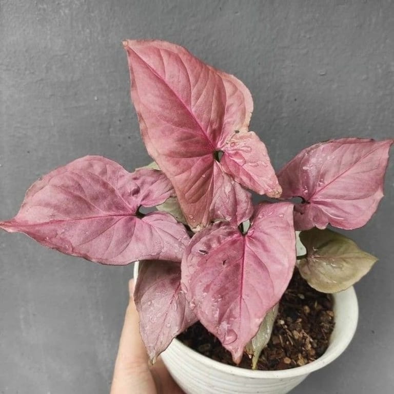 Pink Syngonium
