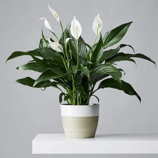 Peace Lily Palace