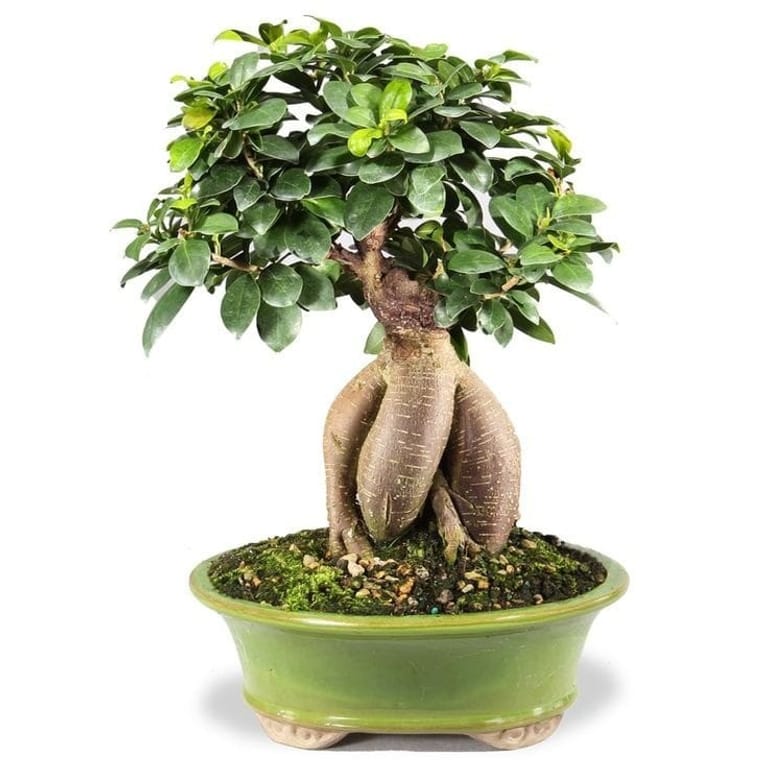 Bonsai Tree