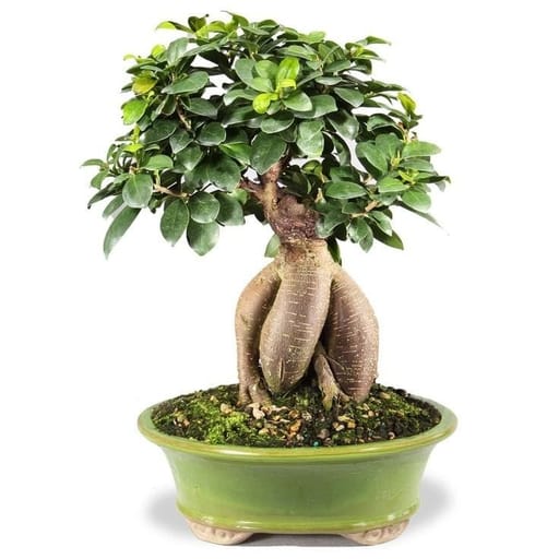Bonsai Tree