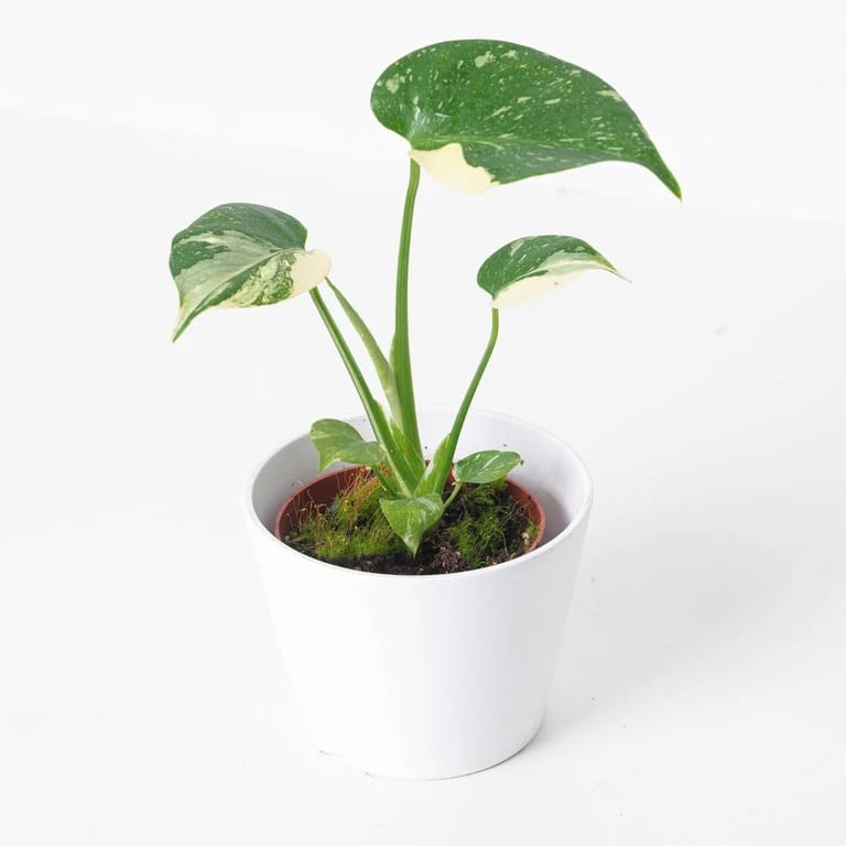 Monstera Thai