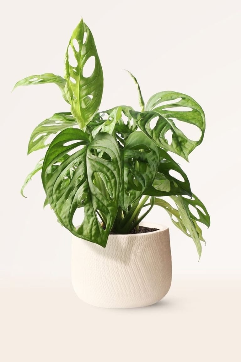 Monstera Adansonii