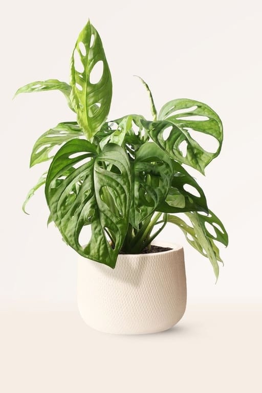 Monstera Adansonii