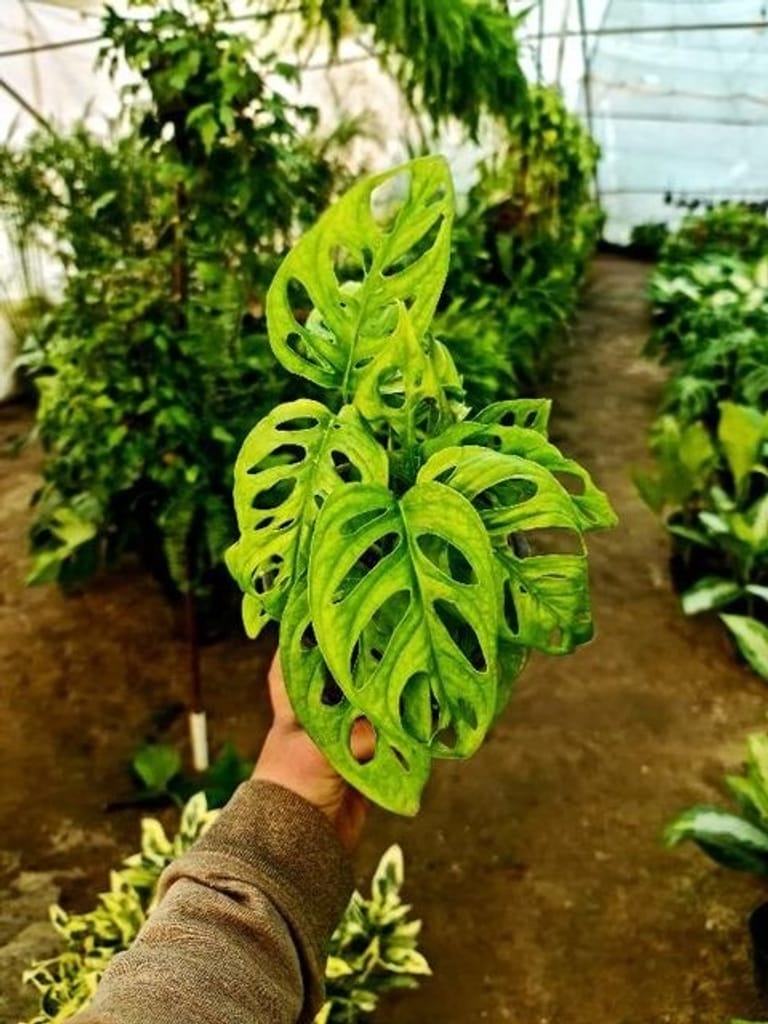 Monstera Adansonii - Image 2