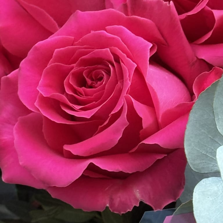 Rosas Fucsia ( 12 rosas ) - Image 3
