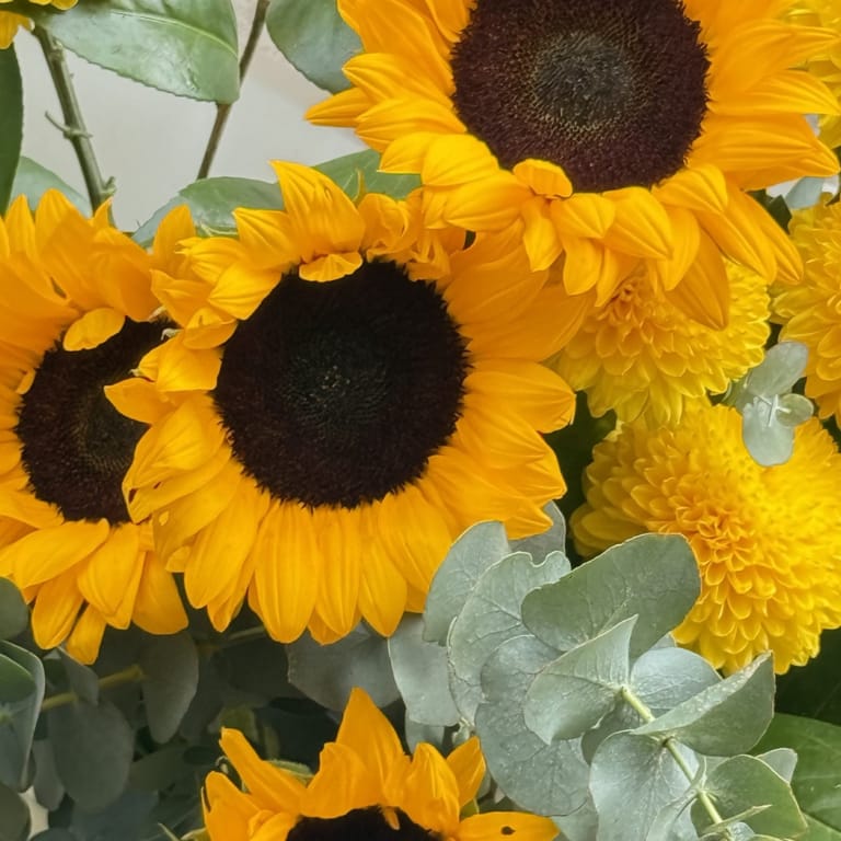 Ramo Sol - Image 4