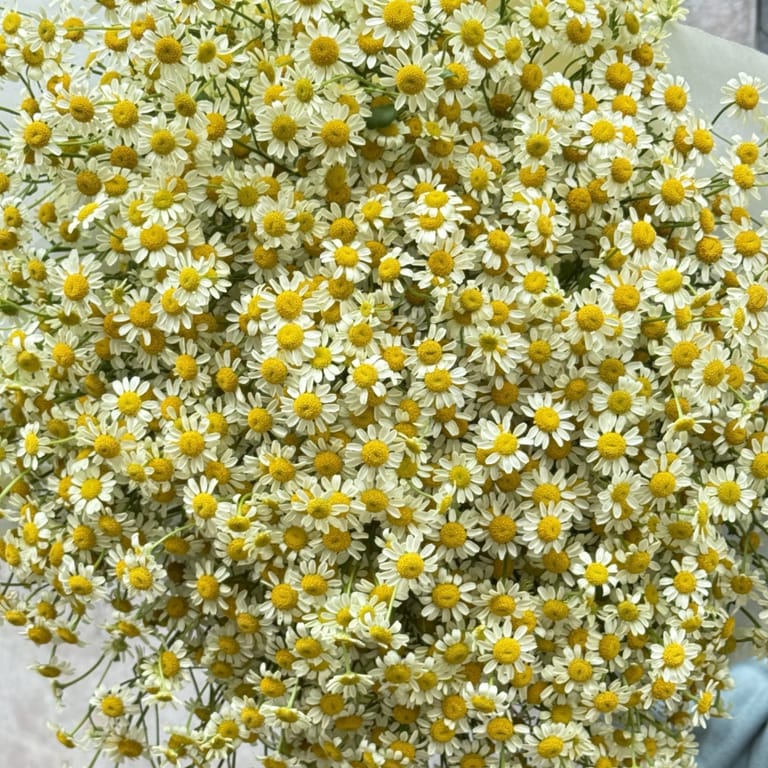 Ramo de Tanacetum - Image 3