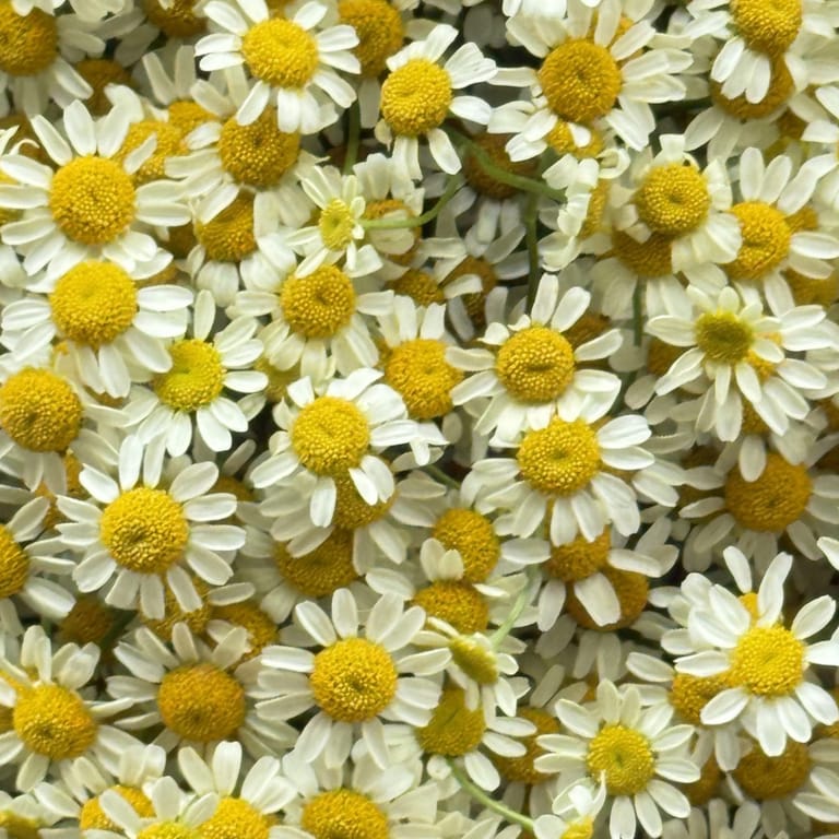 Ramo de Tanacetum - Image 4