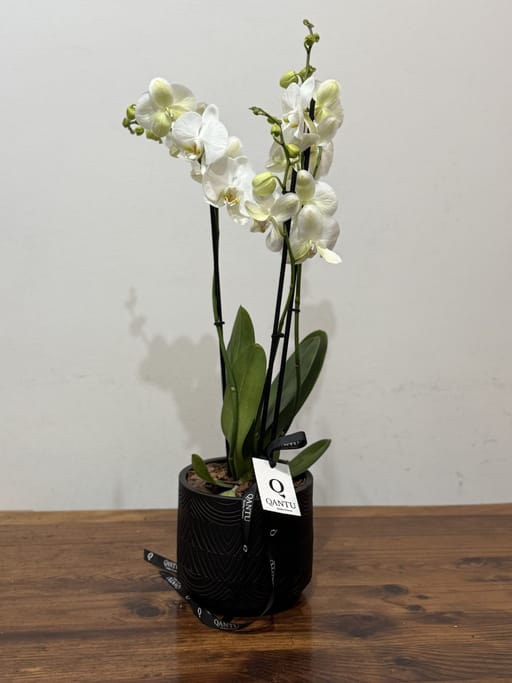 Orquídea Blanca en Maceta Negra